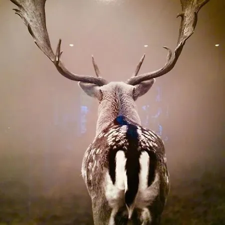 Loft Mit Sauna Apartmán Braunlage